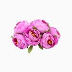 Color: Rosa violeta