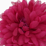 Color: Buganvilla fucsia