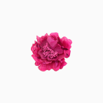 Color: Rosa buganvilla