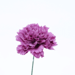 Color: Malva empolvado